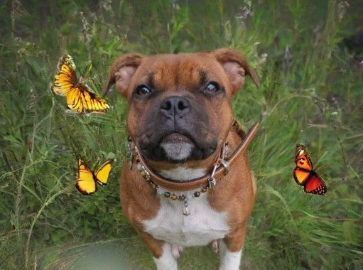 Collier de Cohérence® avec Christ'all pour Animaux - Oeil de tigre, Oeil de chat, Or