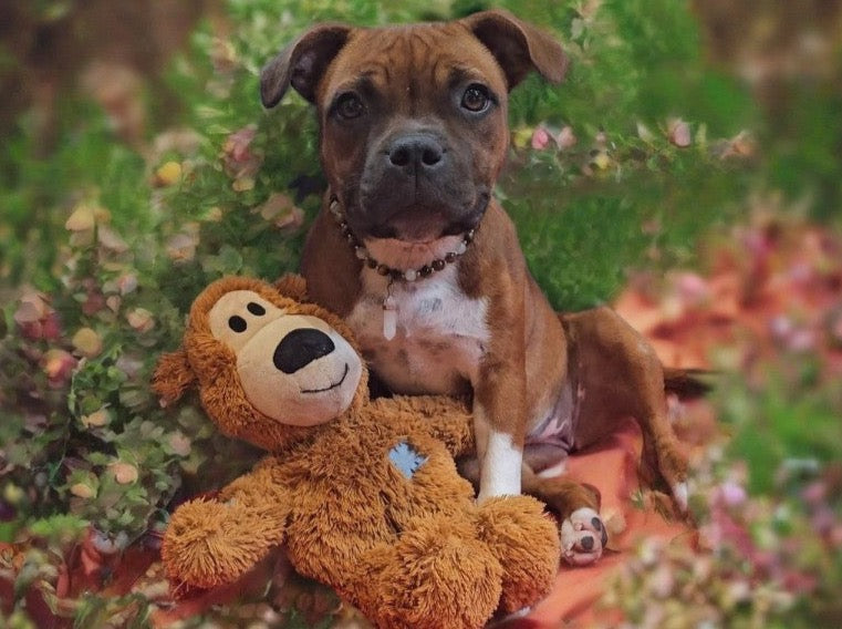 Collier de Cohérence® avec Christ'all pour Animaux - Bronzite, Unakite, Or