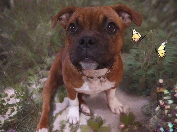 Collier de Cohérence® avec Christ'all pour Animaux - Oeil de tigre, jade blanche, Or