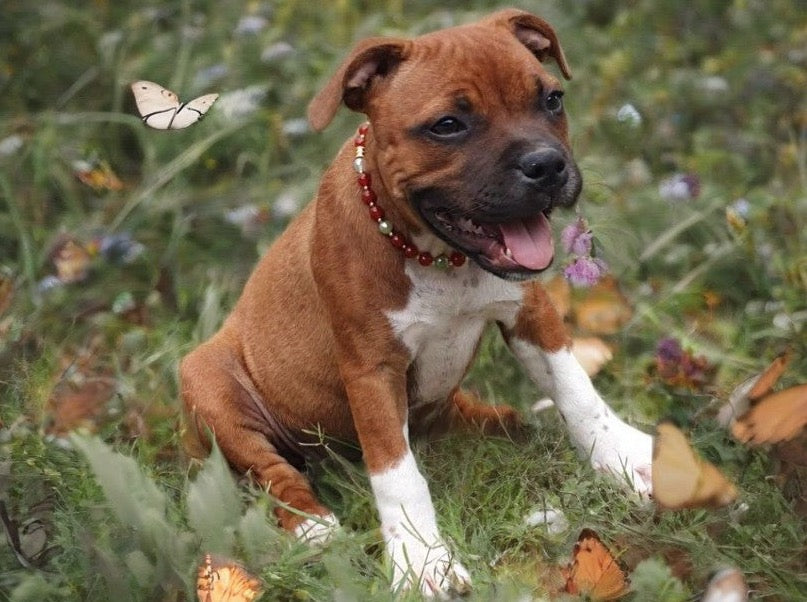 Collier de Cohérence® pour Animaux - Cornaline, Agate teintée facetté, Or