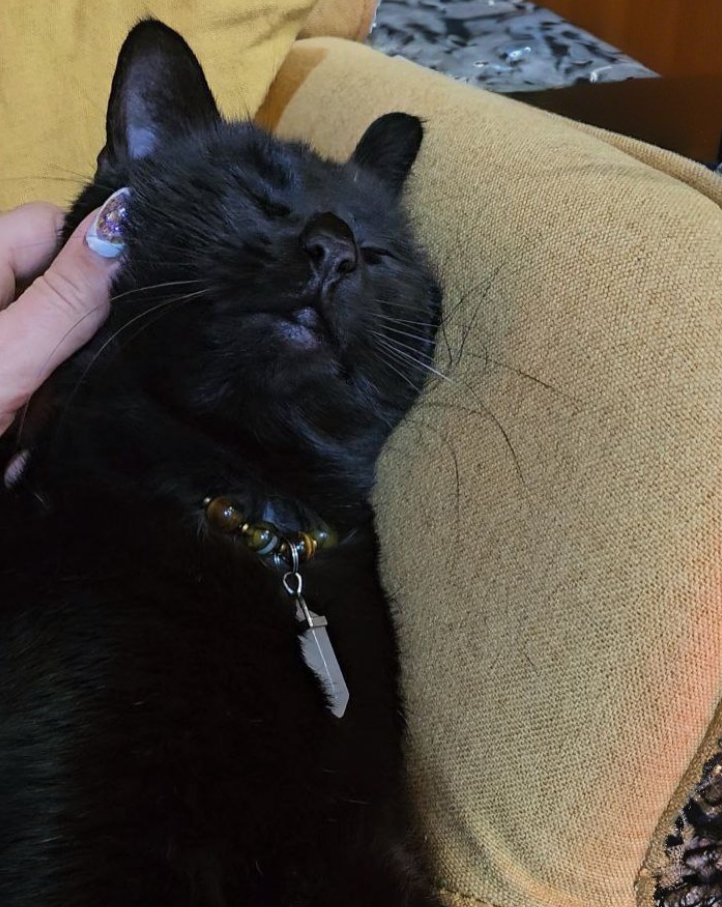 Collier de Cohérence® avec Christ'all pour Animaux - Oeil de tigre, Agate veines de Dragon, Hématite